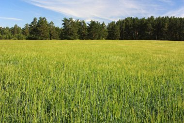 Buğday tarlası kulakları