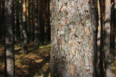 Eski bir ağaç gövdesine havla