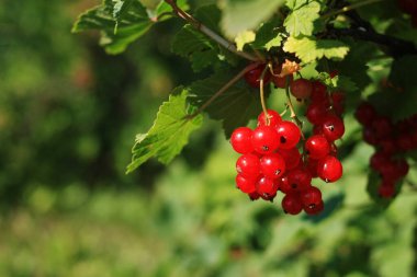 Frenk üzümü bir dalda asılı.