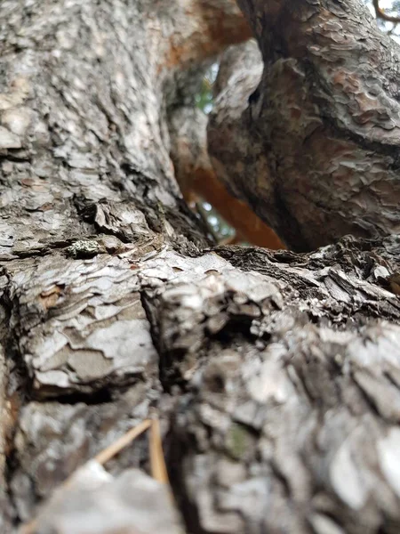 Casca Tronco Árvore Pinheiro — Fotografia de Stock