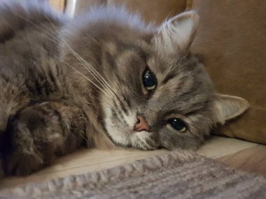 yeşil gözlü gri kedi