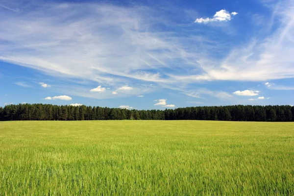 Зеленые Колосья Пшеницы Поле — стоковое фото