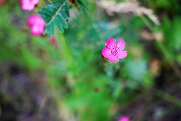 Fleur Lilas Dans Jardin — Photo