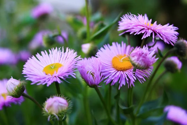 Lilac Flower Garden Royalty Free Stock Images