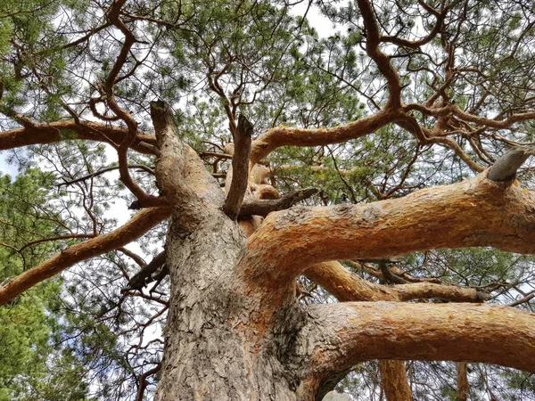 松の幹に樹皮 — ストック写真