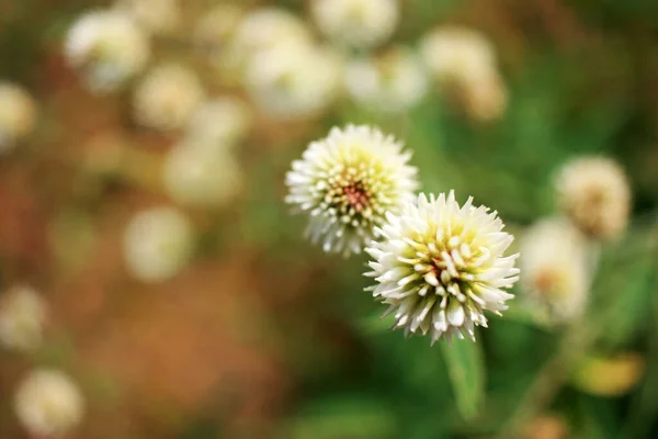 Fehér Virággolyók Zöld Mezőn — Stock Fotó
