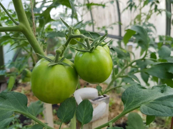 Los Tomates Verdes Sobre Rama Invernadero — Foto de Stock