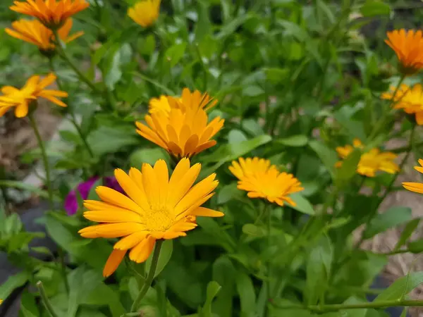 Fleurs Jaunes Souci Poussent Dans Jardin — Photo