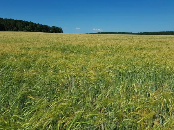 Espigas Doradas Trigo Campo —  Fotos de Stock