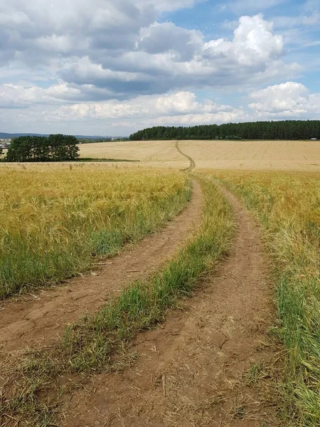 Деревенская Дорога Пшеничном Поле — стоковое фото