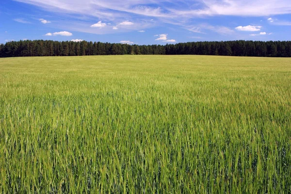 Orelhas Douradas Trigo Campo — Fotografia de Stock