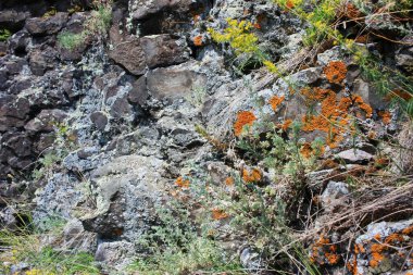 Taş kayalıklarda otlar ve yosunlar