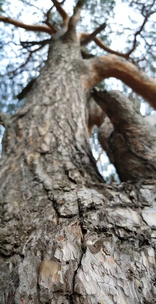 松の古木の幹に樹皮 — ストック写真