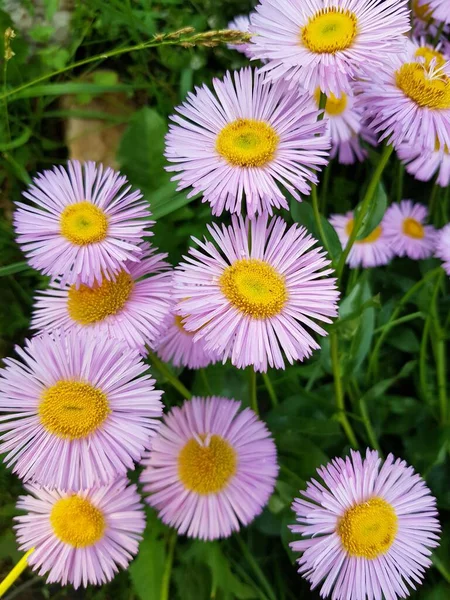 Lilac Blommor Trädgården — Stockfoto