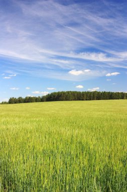 Tarlada yeşil buğday kulakları