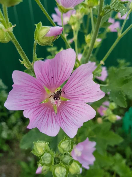 Egy Méhecske Nektár Egy Rózsaszín Virágban — Stock Fotó
