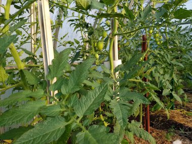 Yeşil domatesler bir seranın dallarında yetişir.