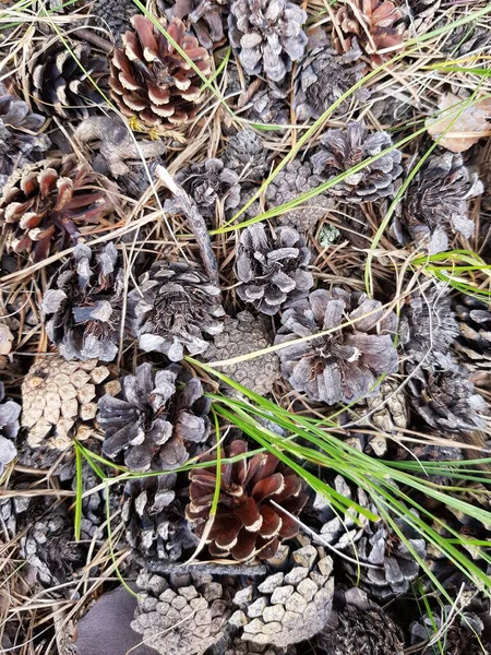 Cônes Pin Trouvent Dans Herbe Sèche — Photo