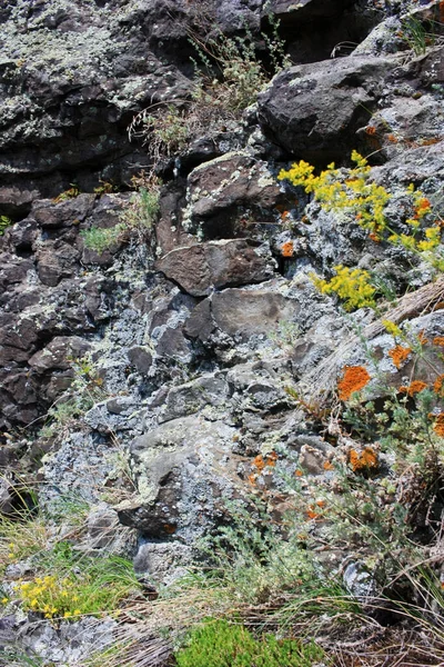 Flores Musgo Crecen Una Roca Piedra —  Fotos de Stock