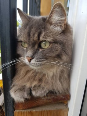 yeşil gözlü gri kedi