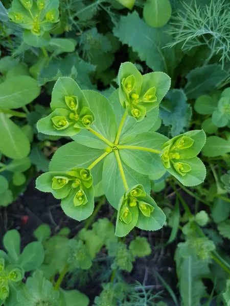 Sárga Zöld Levelek Egy Virágról Kertben — Stock Fotó
