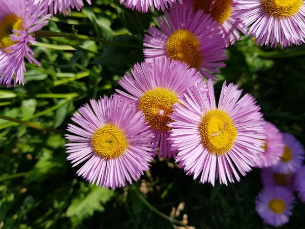 Fleurs Lilas Poussent Dans Jardin — Photo