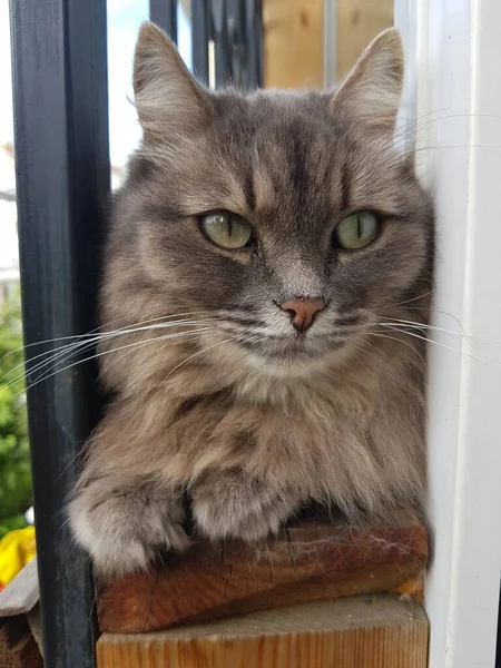 緑の目をした灰色の猫が窓に座っている — ストック写真