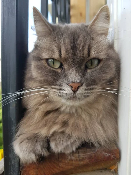 緑の目をした灰色の猫 — ストック写真