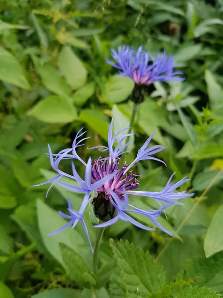 Kék Virág Kertben — Stock Fotó
