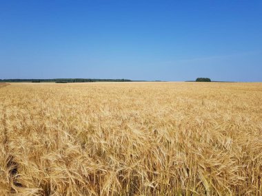 Tarlada altın buğday kulakları