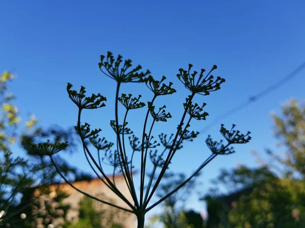 Silhouette of dill on background of blue sky