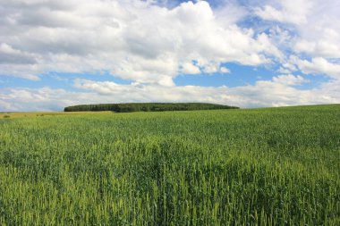 Mavi gökyüzünün altında yeşil alan