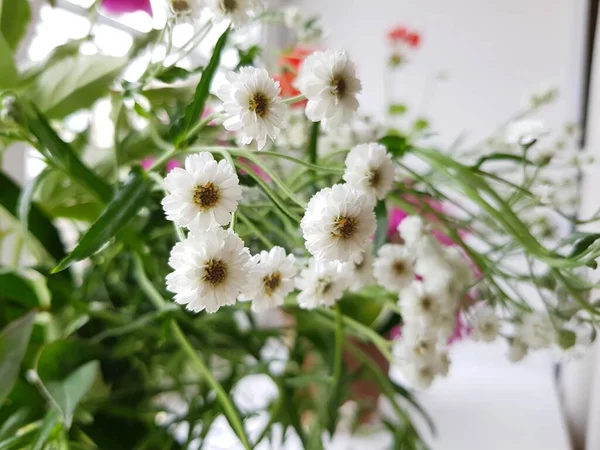 Fleurs Blanches Tiennent Dans Vase Sur Fenêtre — Photo