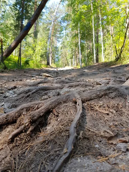 Wald Steinigen Weg Zwischen Den Bäumen — Stockfoto