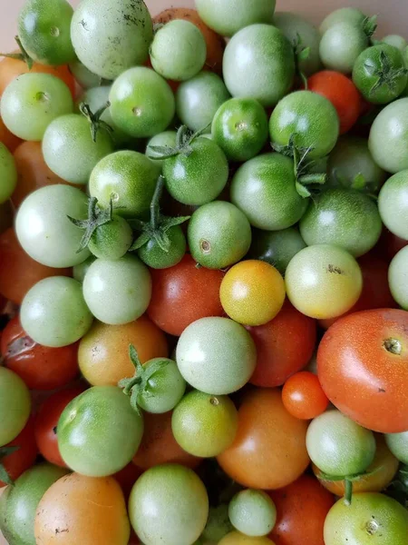 Punaiset Vihreät Tomaatit Lautasella — kuvapankkivalokuva