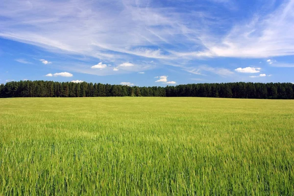 Campo Verde Bajo Cielo Azul — Foto de Stock