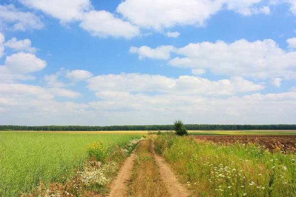 Camino Campo Campo Verde — Foto de Stock