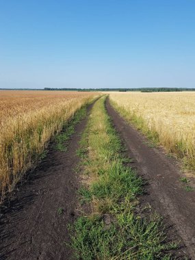 Yeşil bir tarlada köy yolu