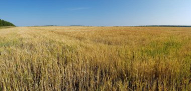 Tarlada altın buğday kulakları