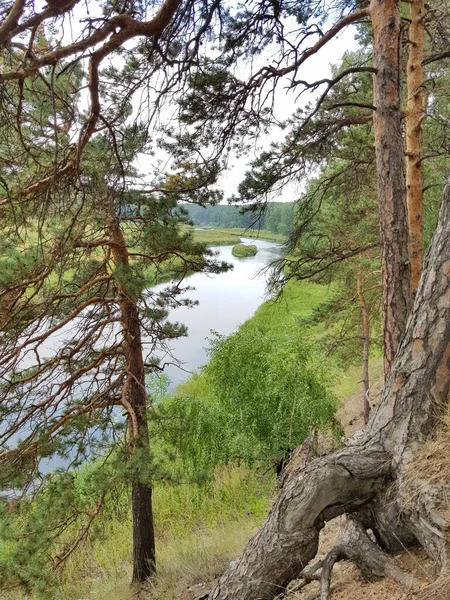 Old pine trees grow on the banks of the river