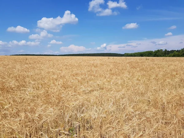 Tarlada altın buğday kulakları