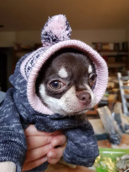 Pequeno Cachorro Chihuahua Indo Para Passeio — Fotografia de Stock