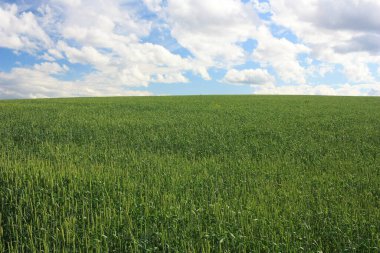 Tarlada yeşil buğday kulakları