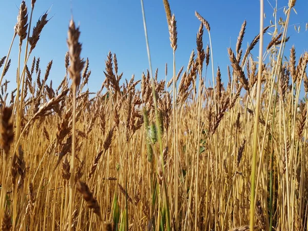 Pere Oro Grano Campo — Foto Stock