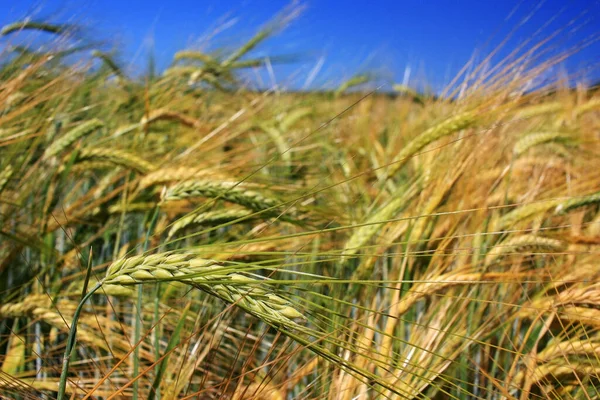 Tarlada Altın Buğday Kulakları — Stok fotoğraf