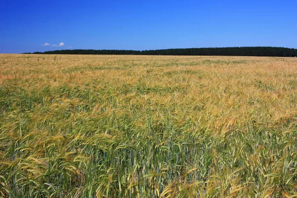 Espigas Doradas Trigo Campo — Foto de Stock