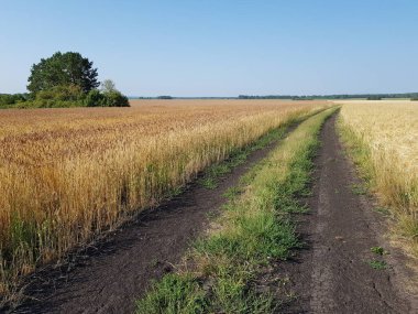 Buğday tarlasında köy yolu