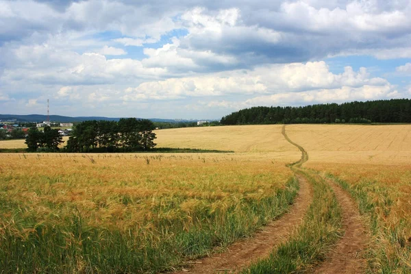 Сельская Дорога Пшеничном Поле — стоковое фото