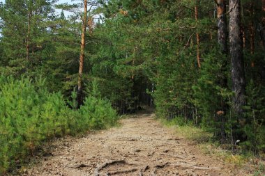 Yeşil ağaçların arasında orman yolu