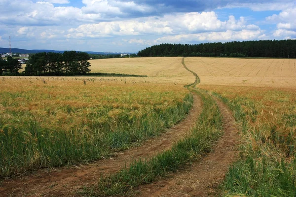 Strada Campagna Campo Grano — Foto Stock